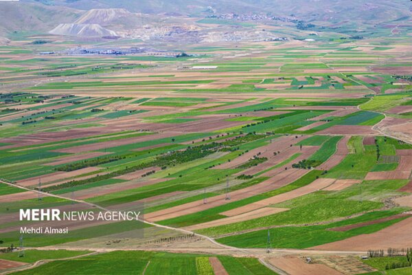 اختصاص ۳۰۰ هکتار از دیم زارهای ایلام به گیاهان علوفه ای