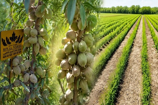 نهال بادام دیرگل؛ گزینه ای برای باغات کم آب و مناطق سردسیر