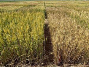 پایداری عملکرد؛ اولویت اصلاح ارقام گندم برای مقابله با خشکی و کم آبی