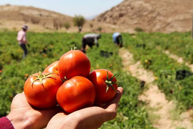 ممنوعیت صادرات گوجه فرنگی خام تا پایان سال؛ گوجه گلخانه ای مستثنی شد