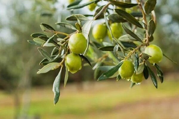 تکمیل زنجیره تولید، اولویت کشاورزی زنجان است
