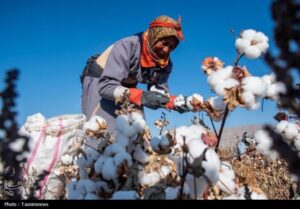 پنبه گلستان در مسیر تکمیل زنجیره تولید؛ بررسی موانع واردات، سرمایه و بازار