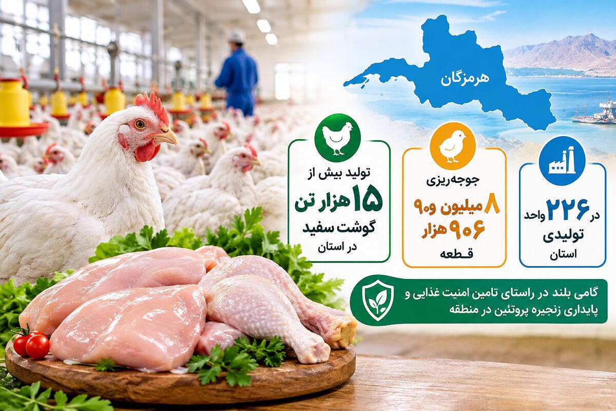 هرمزگان؛ جوجه ریزی ۸.۹ میلیون قطعه ای و تولید بیش از ۱۵ هزار تن گوشت سفید