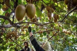 کیوی ایران دوباره به بازار هند بازگشت