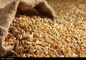 خرید تضمینی گندم کردستان به ۶۷۳ هزار و ۸۷ تن رسید