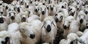 هویت گذاری دام، گامی اساسی برای مدیریت هوشمند دامپروری خراسان شمالی