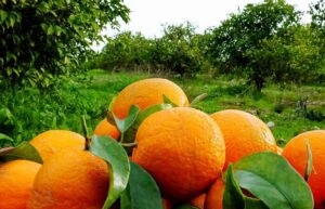 مازندران برای تولید ۳.۴ میلیون تن مرکبات در سال جاری آماده می شود