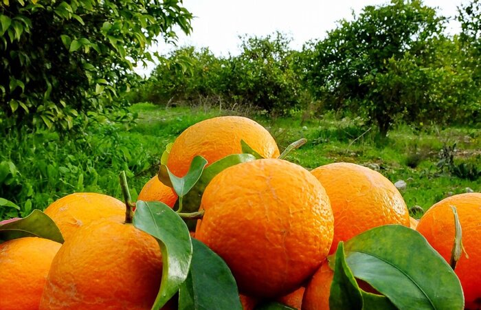مازندران برای تولید ۳.۴ میلیون تن مرکبات در سال جاری آماده می شود