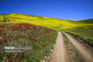 کشت کلزا در تبریز برای سال زراعی جدید در اولویت قرار گرفت