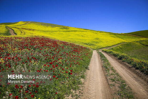 کشت کلزا در تبریز برای سال زراعی جدید در اولویت قرار گرفت