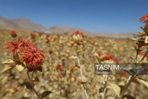 گلرنگ در چهارمحال و بختیاری؛ گزینه کم آب بر برای الگوی کشت