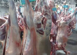 اتحادیه دام سبک: دامداران برای تغذیه دام به نقدینگی نیاز دارند
