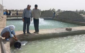 رهاسازی بچه ماهی قزل آلا در استخرهای پرورش ماهی هامون آغاز شد
