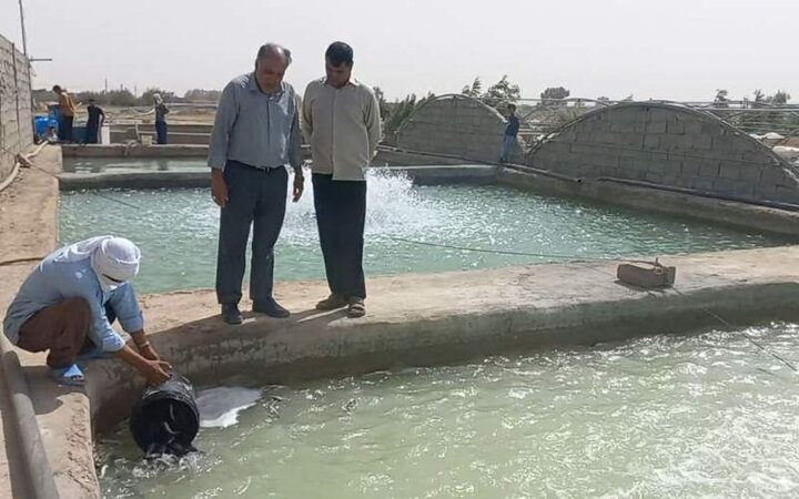 رهاسازی بچه ماهی قزل آلا در استخرهای پرورش ماهی هامون آغاز شد