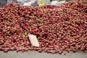 آذربایجان غربی؛ کشاورزی در مسیر توسعه اشتغال و بهره وری آب