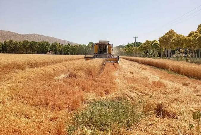 گندم در ایران به رکورد تاریخی تولید ۱۴.۱ میلیون تن رسید