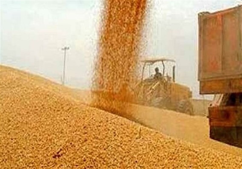 خرید گندم توسط دلالان در مناطق مرزی به ۶۰ هزار تومان رسید