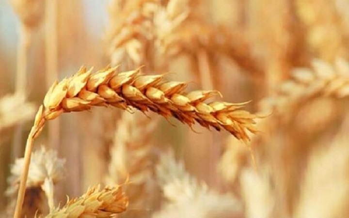 پرداخت مطالبات گندمکاران تا پایان شهریور محقق می‌شود؟